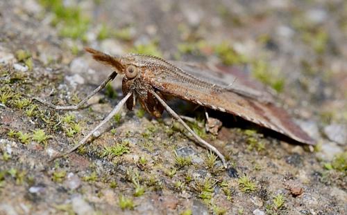 Synaphe punctalis